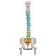 Didactic Flexible Spine Model With Femur Heads - 3B Smart Anatomy