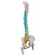 3B Scientific A58-9 Didactic Flexible Spine Model With Femur Heads - 3B Smart Anatomy