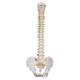 3B Scientific A59-1 Highly Flexible Spine Model - 3B Smart Anatomy