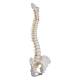 3B Scientific A59-1 Highly Flexible Spine Model - 3B Smart Anatomy