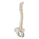 3B Scientific A59-1 Highly Flexible Spine Model - 3B Smart Anatomy