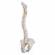 3B Smart Anatomy Highly Flexible Spine Model A59-1