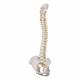 3B Smart Anatomy Highly Flexible Spine Model A59-1