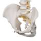 3B Scientific A59-1 Highly Flexible Spine Model - 3B Smart Anatomy