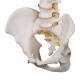 3B Smart Anatomy Highly Flexible Spine Model A59-1