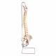 3B Smart Anatomy Highly Flexible Spine Model A59-1 (Stand A59-8 sold separately)