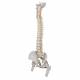 Highly Flexible Spine Model with Femur Heads - 3B Smart Anatomy