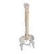 3B Scientific A59-2 Highly Flexible Spine Model with Femur Heads - 3B Smart Anatomy