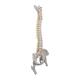 3B Scientific A59-2 Highly Flexible Spine Model with Femur Heads - 3B Smart Anatomy