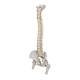 3B Scientific A59-2 Highly Flexible Spine Model with Femur Heads - 3B Smart Anatomy