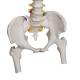 3B Scientific A59-2 Highly Flexible Spine Model with Femur Heads - 3B Smart Anatomy