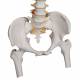 Highly Flexible Spine Model with Femur Heads - 3B Smart Anatomy