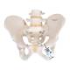 3B Scientific A60 Male Pelvic Skeleton - 3B Smart Anatomy