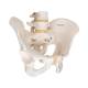3B Scientific A60 Male Pelvic Skeleton - 3B Smart Anatomy