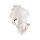 3B Scientific A60 Male Pelvic Skeleton - 3B Smart Anatomy