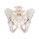 3B Scientific A60 Male Pelvic Skeleton - 3B Smart Anatomy