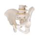 3B Scientific A60 Male Pelvic Skeleton - 3B Smart Anatomy