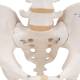3B Scientific A60 Male Pelvic Skeleton - 3B Smart Anatomy