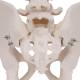 3B Scientific A60 Male Pelvic Skeleton - 3B Smart Anatomy