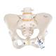 3B Scientific A61 Female Pelvic Skeleton - 3B Smart Anatomy