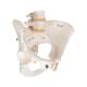 3B Scientific A61 Female Pelvic Skeleton - 3B Smart Anatomy