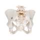 3B Scientific A61 Female Pelvic Skeleton - 3B Smart Anatomy
