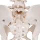 3B Scientific A61 Female Pelvic Skeleton - 3B Smart Anatomy