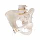 Female Pelvic Skeleton - 3B Smart Anatomy