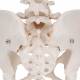 Female Pelvic Skeleton - 3B Smart Anatomy