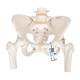 3B Scientific A62 Female Pelvic Skeleton with Movable Femur Heads - 3B Smart Anatomy