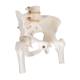 3B Scientific A62 Female Pelvic Skeleton with Movable Femur Heads - 3B Smart Anatomy