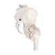 3B Scientific A62 Female Pelvic Skeleton with Movable Femur Heads - 3B Smart Anatomy