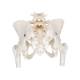 3B Scientific A62 Female Pelvic Skeleton with Movable Femur Heads - 3B Smart Anatomy
