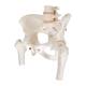 3B Scientific A62 Female Pelvic Skeleton with Movable Femur Heads - 3B Smart Anatomy