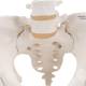 3B Scientific A62 Female Pelvic Skeleton with Movable Femur Heads - 3B Smart Anatomy