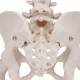 3B Scientific A62 Female Pelvic Skeleton with Movable Femur Heads - 3B Smart Anatomy