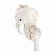 thumbnail image 2 of NEW HORIZON Female Pelvis Skeleton Model – Elastic Ligaments, Movable Femur Heads For Anatomy Study & Patient Edu 2 of 3
