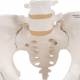 Female Pelvic Skeleton with Movable Femur Heads - 3B Smart Anatomy 