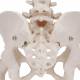 Female Pelvic Skeleton with Movable Femur Heads - 3B Smart Anatomy 