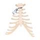 3B Scientific A69 Sternum with Rib Cartilage - 3B Smart Anatomy
