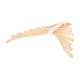 3B Scientific A69 Sternum with Rib Cartilage - 3B Smart Anatomy