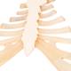 3B Scientific A69 Sternum with Rib Cartilage - 3B Smart Anatomy