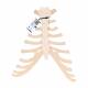 Sternum with Rib Cartilage - 3B Smart Anatomy