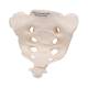 3B Scientific A70-6 Sacrum and Coccyx - 3B Smart Anatomy