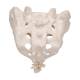 3B Scientific A70-6 Sacrum and Coccyx - 3B Smart Anatomy
