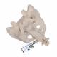 Sacrum and Coccyx - 3B Smart Anatomy