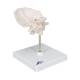 3B Scientific A75-1 Atlas and Axis with Occipital Plate on Stand - 3B Smart Anatomy