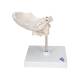 3B Scientific A75-1 Atlas and Axis with Occipital Plate on Stand - 3B Smart Anatomy