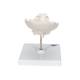 3B Scientific A75-1 Atlas and Axis with Occipital Plate on Stand - 3B Smart Anatomy