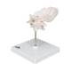 3B Scientific A75-1 Atlas and Axis with Occipital Plate on Stand - 3B Smart Anatomy